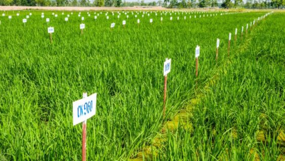 Rows of labeled experimental crops.