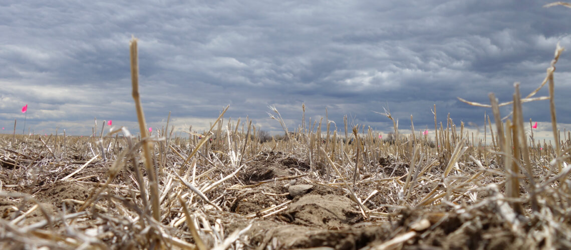 Spring Wheat Field In Dry Drought Conditions.