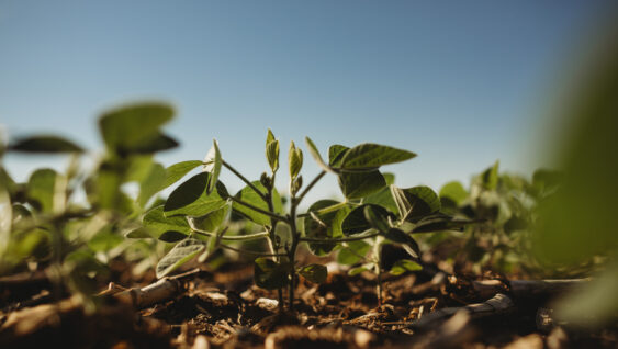Young soybean crop, six leaves, among field of soybeans. close up against blue sky.