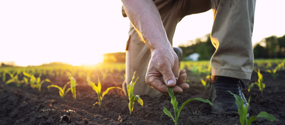 An agronomist checking health of corn crops in the field.