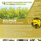 http://An%20infographic%20of%20sulfur%20for%20canola%20production.