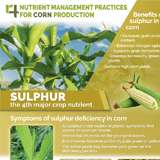 http://An%20infographic%20of%20sulfur%20for%20corn%20production.