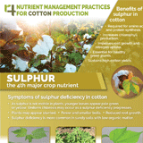 http://An%20infographic%20of%20sulfur%20for%20cotton%20production.