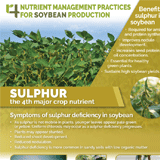 http://An%20infographic%20of%20sulfur%20for%20soybean%20production.