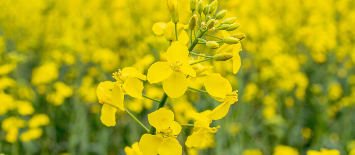 Canola field. Yellow rape flower for healthy food oil on field.