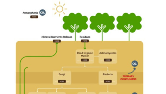 A diagram of the carbon cycle.