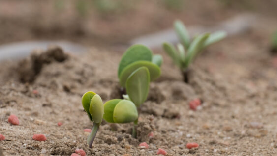 Soybean sprouts just emerging showing off their cotyledon leaves during June in Raleigh, North Carolina.