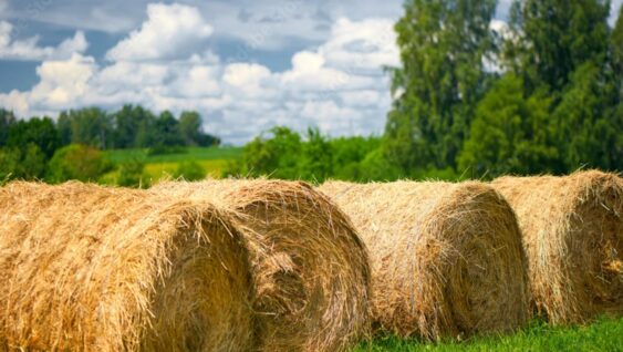 Round hay bales in a field.