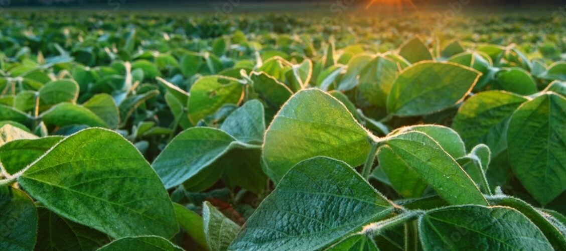 A close up of soybean plants at sunset.