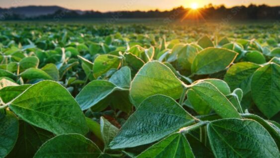 A close up of soybean plants at sunset.