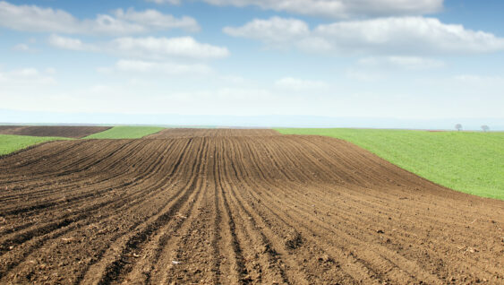 Plowed field and green wheat landscape spring season.