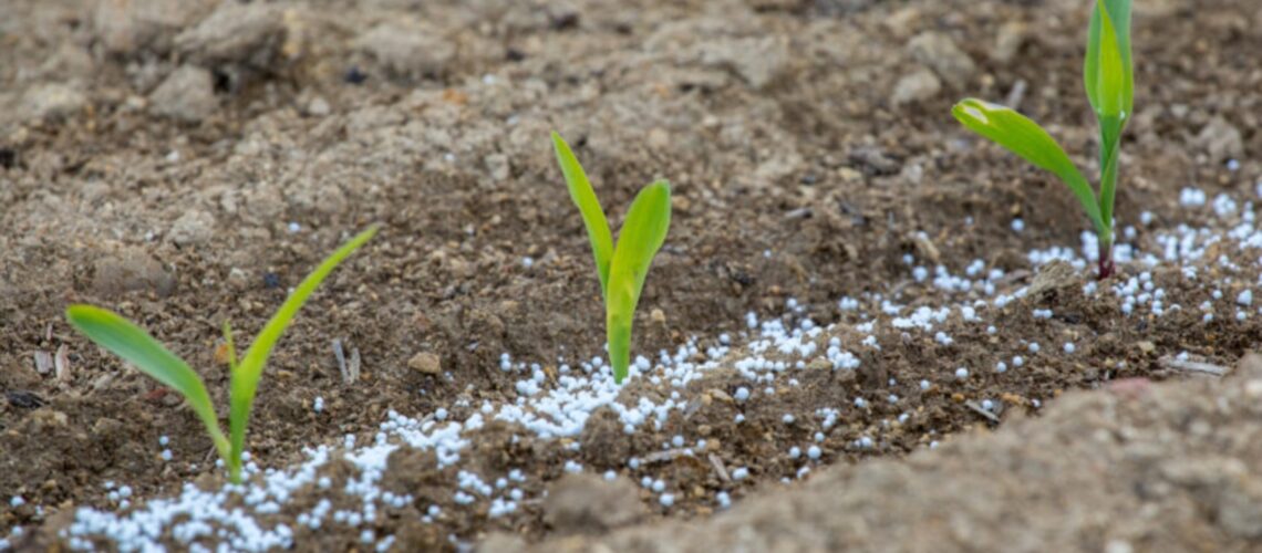 Close view on the green young corn and some fertilizers.