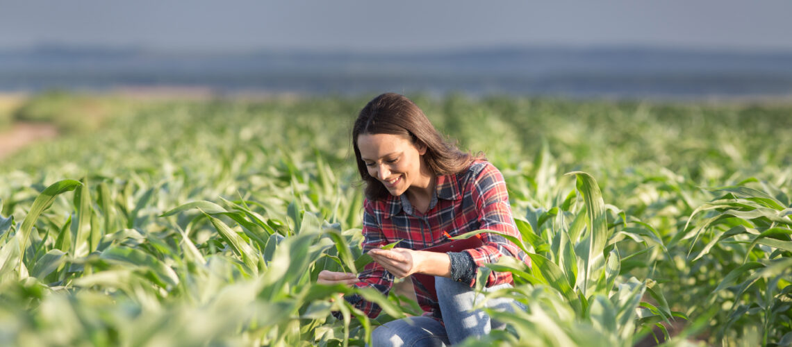 Pretty young farmer woman squatting in corn field in early summer and checking quality of leaves.
