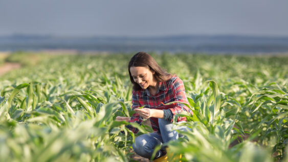 Pretty young farmer woman squatting in corn field in early summer and checking quality of leaves.
