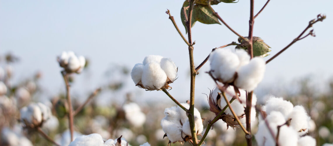 Cotton fields ready for harvesting.