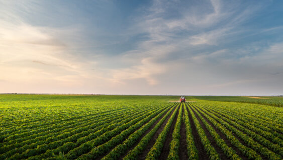Tractor spraying soybean field in sunset.