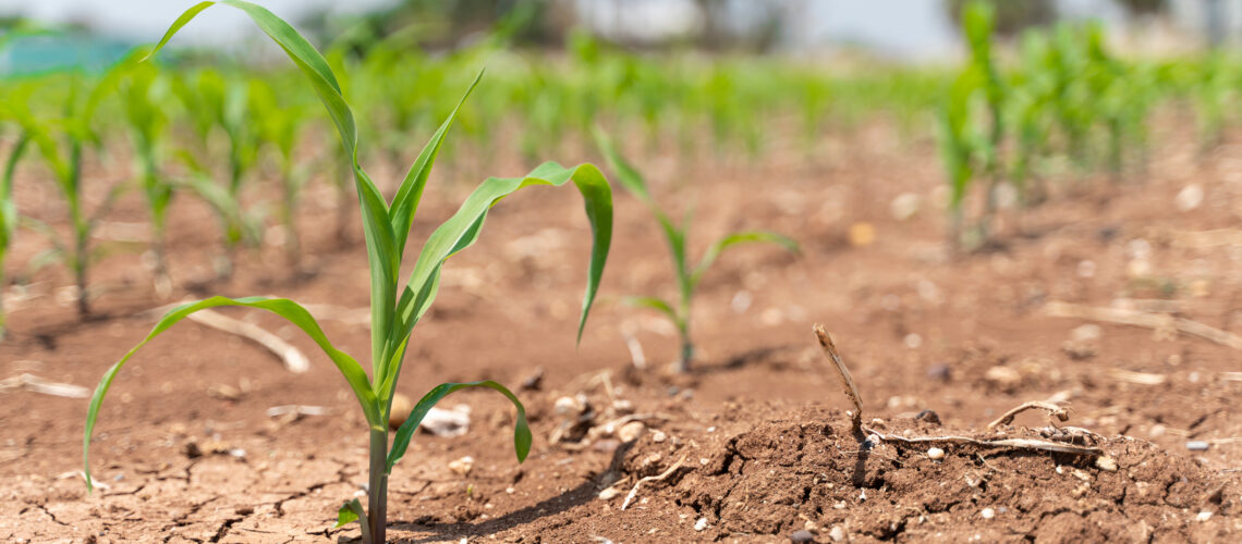 Corn field with very dry soil.