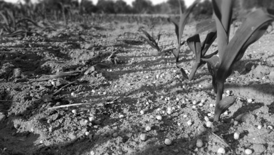 Fertilization in winter cereals, corn, wheat and barley. black and white image.