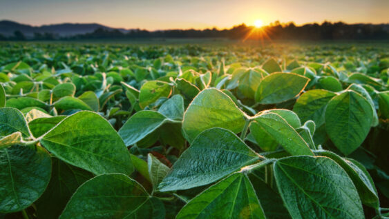 Soy field in early morning.