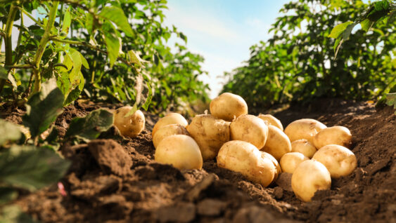 A pile of ripe potatoes on the ground in a field.