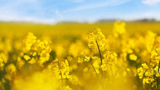 Yellow rapeseed field against blue sky background. Blooming canola flowers.
