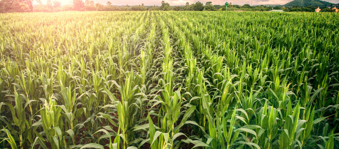 A maturing cornfield with a lens flare effect.