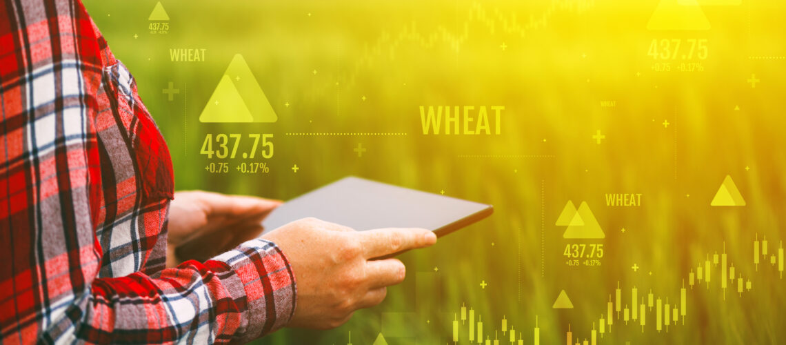 Wheat commodity price increase, conceptual image with an agronomist looking at a tablet.
