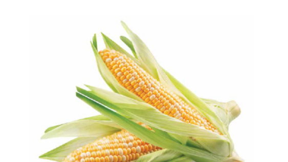 two ears of corn for the Corn Nutrient Management Guide