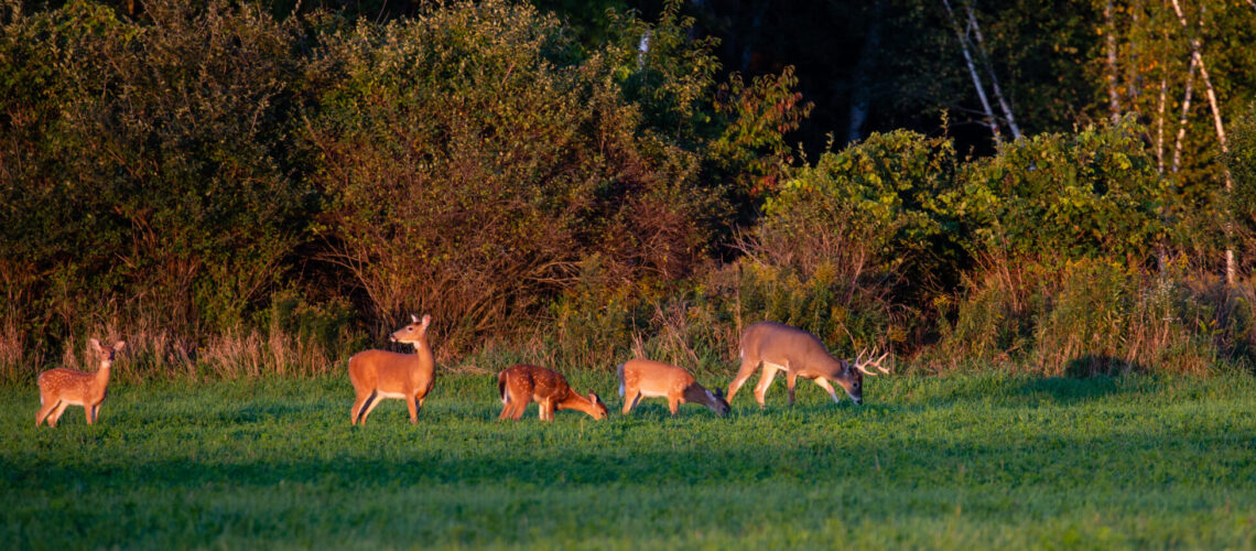 White-tailed deer buck, doe and fawns feeding in a Wisconsin hay field in early September.