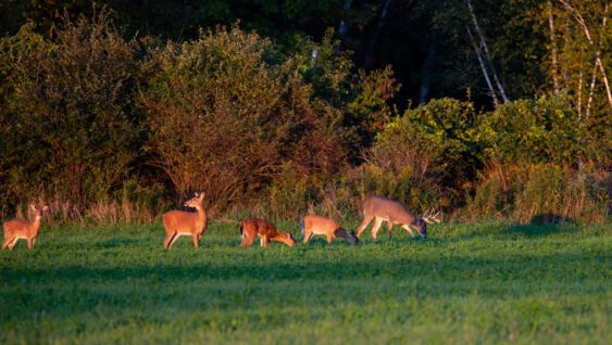 White-tailed deer buck, doe and fawns feeding in a Wisconsin hay field in early September.
