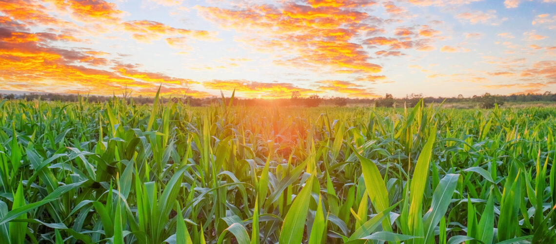 Organic young green corn field in the morning sunrise.