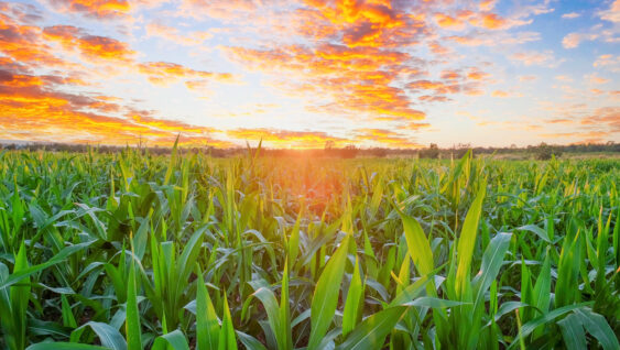 Organic young green corn field in the morning sunrise.