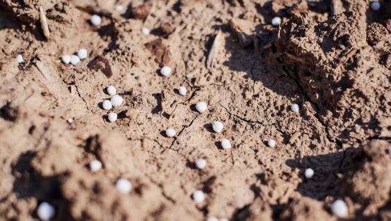 Artificial nitrogen fertilizer on brown soil in afternoon sunshine. White mineral fertilizer balls - urea (carbamide).