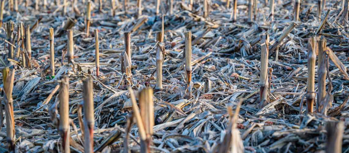 A selective focus shot of crop residues in a field.