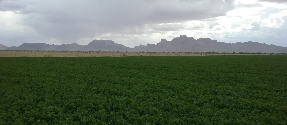 landscape view of alfalfa field