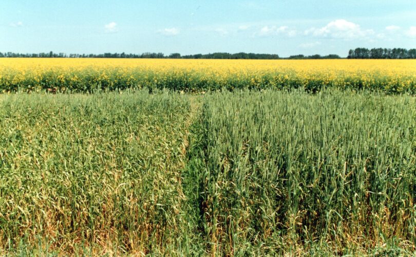 wheat field showing copper deficiency