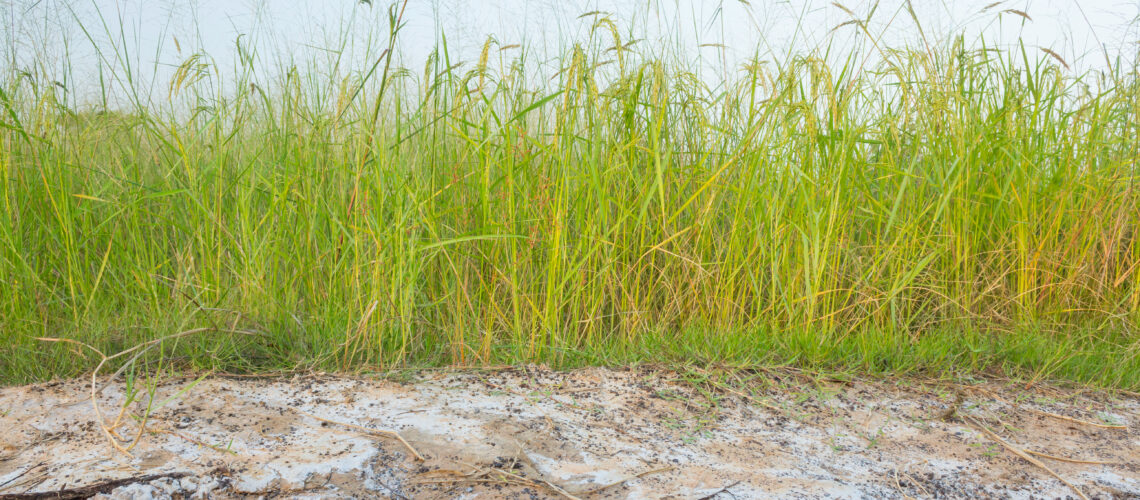 Agricultural areas with stains of saline soil