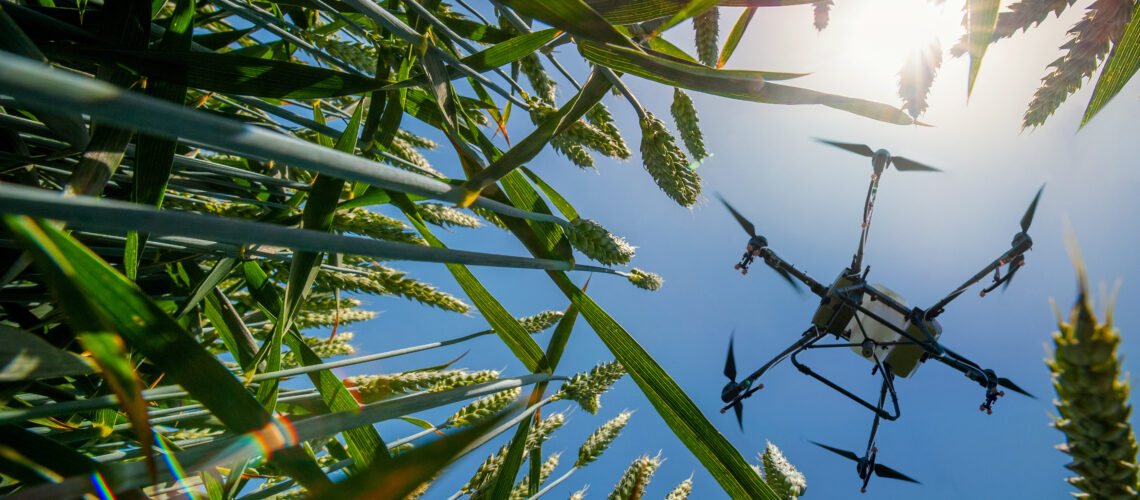A sprayer drone flies over a wheatfield. Smart farming