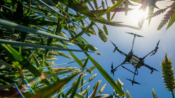 A sprayer drone flies over a wheatfield. Smart farming