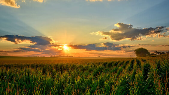 iowa corn field at sunset