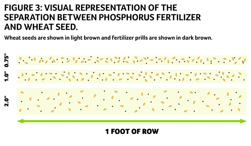 Figure 3: Visual representation of the separation between phosphorus fertilizer and wheat seed. Wheat seeds are shown in light brown and fertilizer prills are shown in dark brown. 