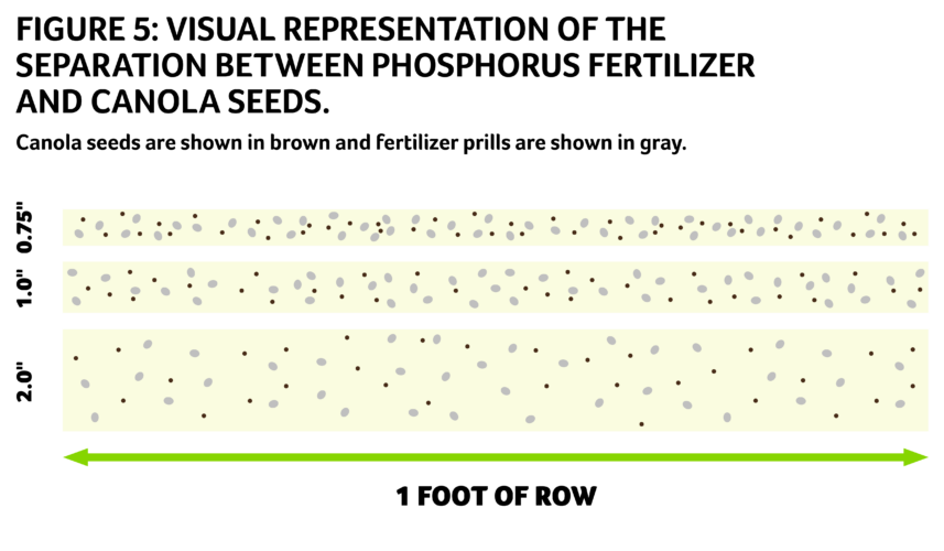Figure 5: Visual representation of the separation between phosphorus fertilizer and canola seeds. Canola seeds are shown in brown and fertilizer prills are shown in gray.
