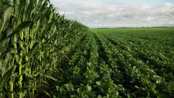 farm field with mature corn and soybean crops against the horizon