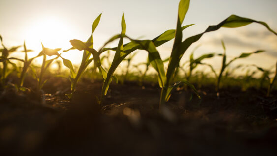 young corn crop growing in farm field at sunrise