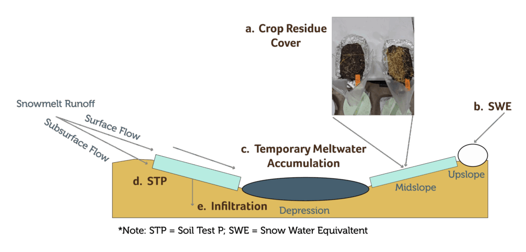 Figure 1. Schematic showing characteristic hummocky landscape of the PPR, along with dominant processes affecting nutrient transport during snowmelt runoff, including a) the amount of crop residue cover, which can be influenced by tillage regime (inset image showing tilled versus minimum tilled land); b) snow water equivalent (SWE), which influences total runoff volume; c) temporary meltwater accumulation in landscape depressions, which may lead to a desire to drain depressions; d) soil test P (STP), which may increase in concentration near the soil surface in a minimum tillage management system; and e) infiltration, which may be restricted or limited when soils are frozen during the spring melt.&nbsp;