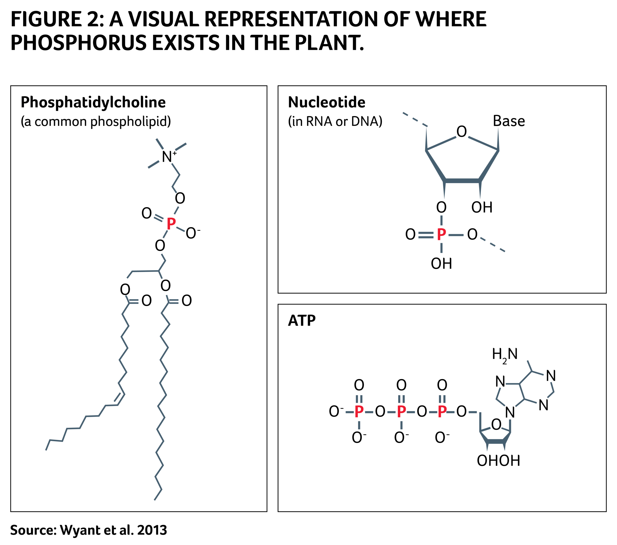 FIGURE 2: A VISUAL REPRESENTATION OF WHERE PHOSPHORUS EXISTS IN THE PLANT.