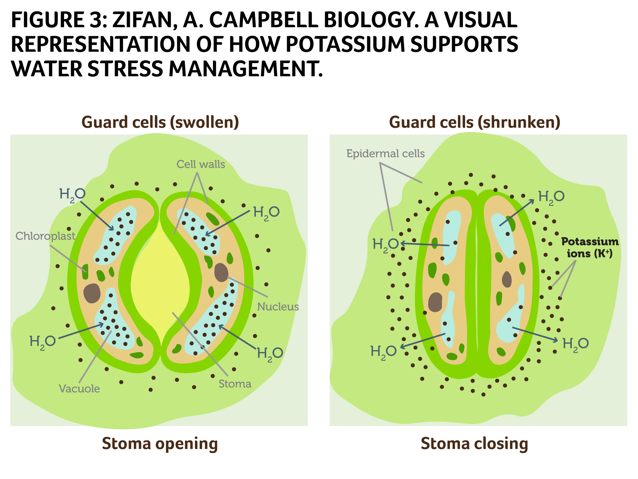FIGURE 3: ZIFAN, A. CAMPBELL BIOLOGY. A VISUAL REPRESENTATION OF HOW POTASSIUM SUPPORTS WATER STRESS MANAGEMENT.