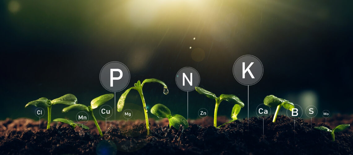Fertilization and the role of nutrients in plant life with digital mineral nutrients. Seedlings are exuberant from abundant loamy soils.