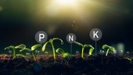 Fertilization and the role of nutrients in plant life with digital mineral nutrients. Seedlings are exuberant from abundant loamy soils.