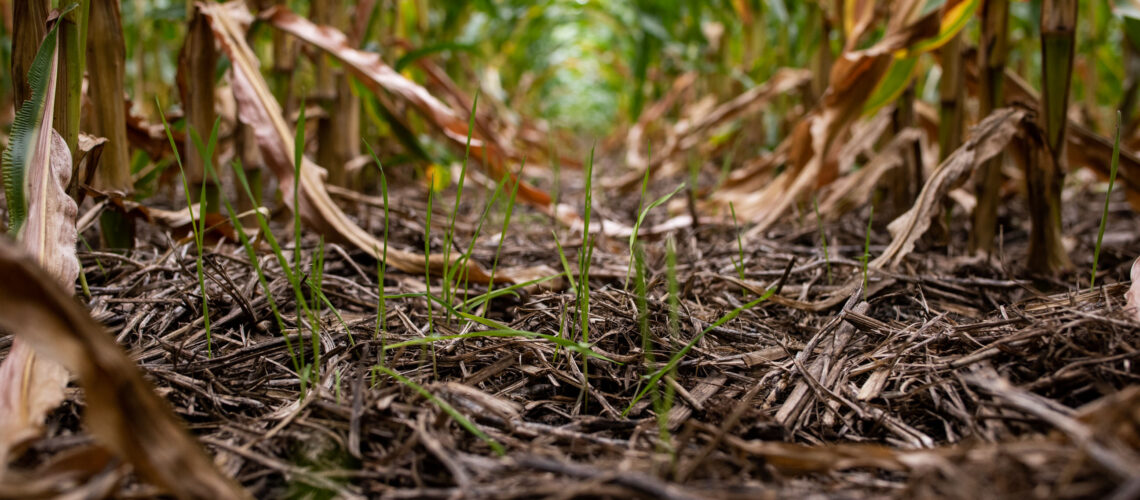 Young cover crop emerging between corn rows with surface residue, supporting soil organic matter, carbon, and soil health.